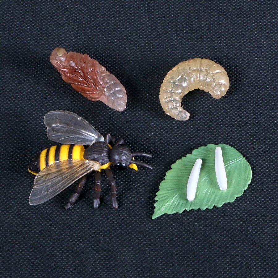 Butterfly Growth Cycle Bee Ladybug Spider Life Cycle Models Simulation Animal Model Action Figures Teaching Material For Kid