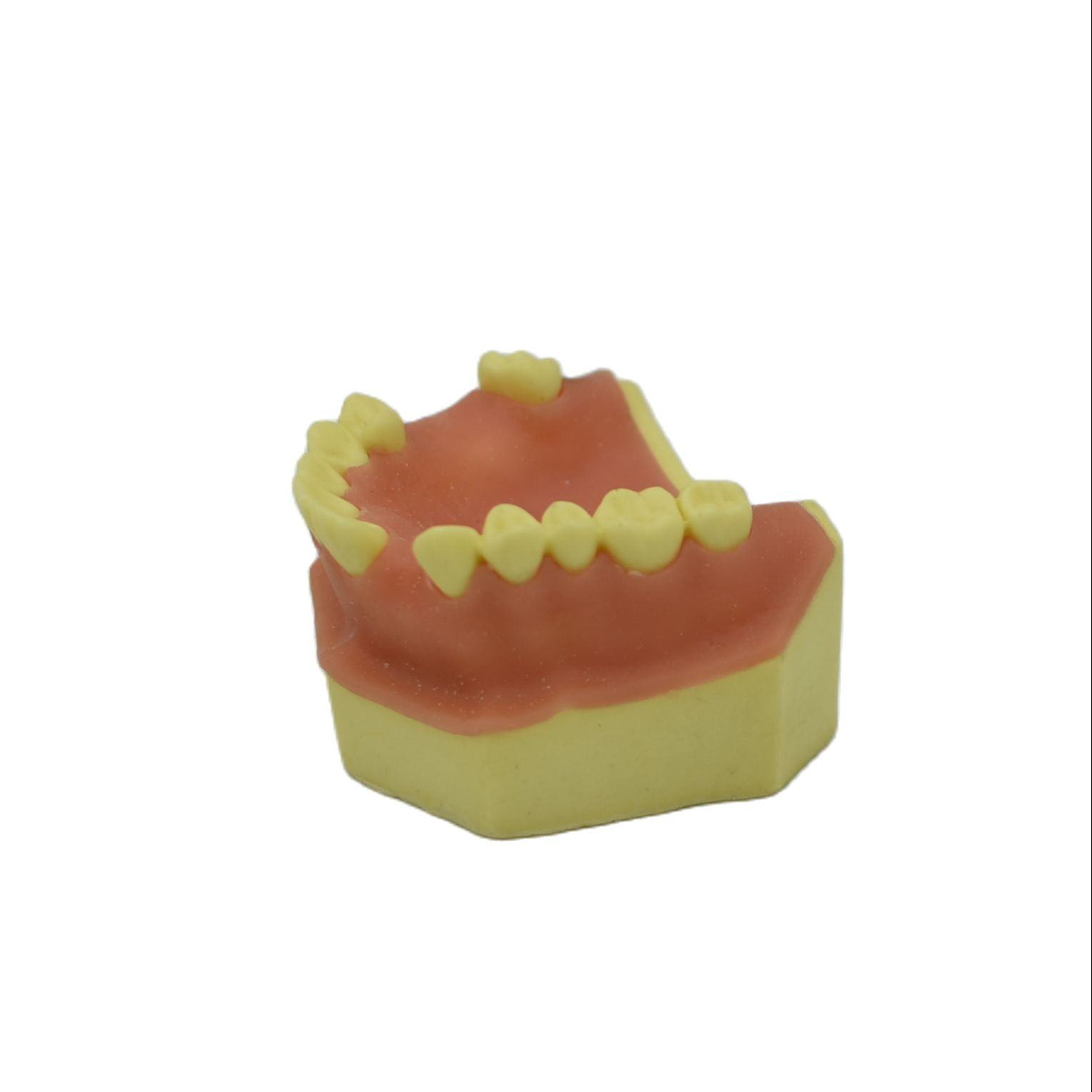 1PCS Dental Mandibular Demonstration Oral Model Implant Practice Maxillary Sinus Teaching Model Soft Gum Training Teeth model: C
