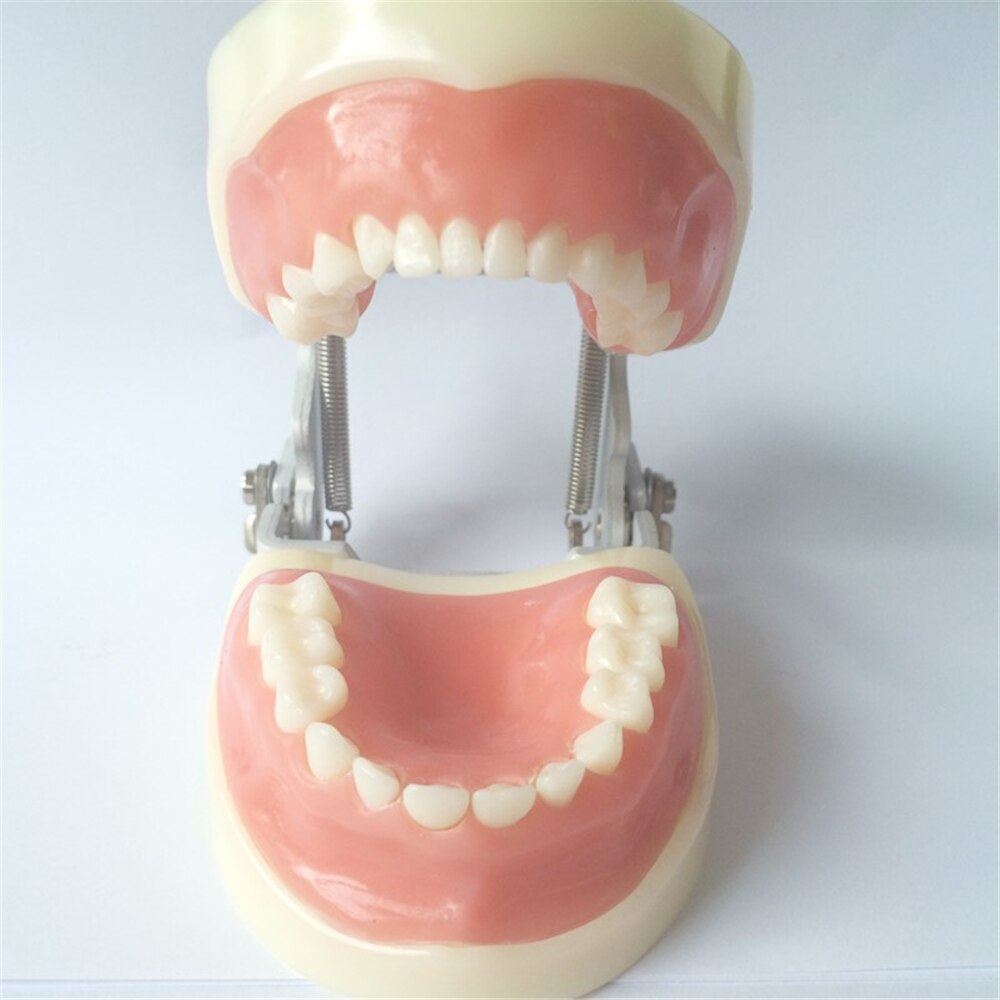 Dental Training Model Children Baby Teeth Model M7014/Standard Pediatric Practice Model Baby Tooth Typodont with Soft Gym