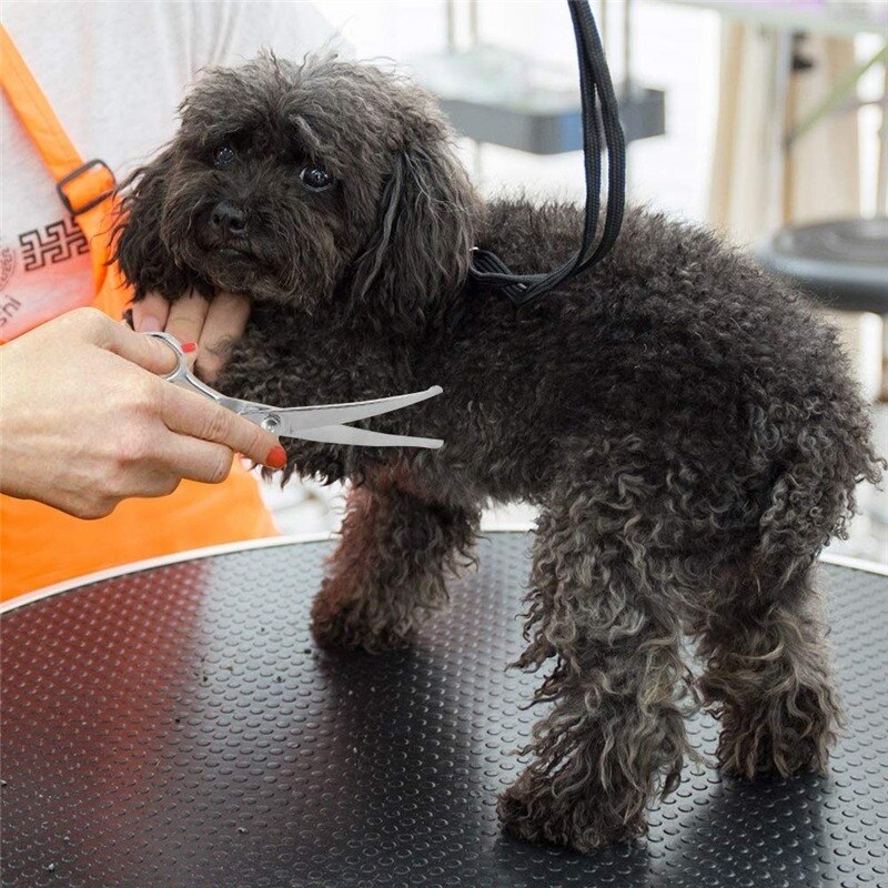 Set de tijeras de peluquería canina de acero inoxidable tijeras redondas de seguridad para gatos y animales