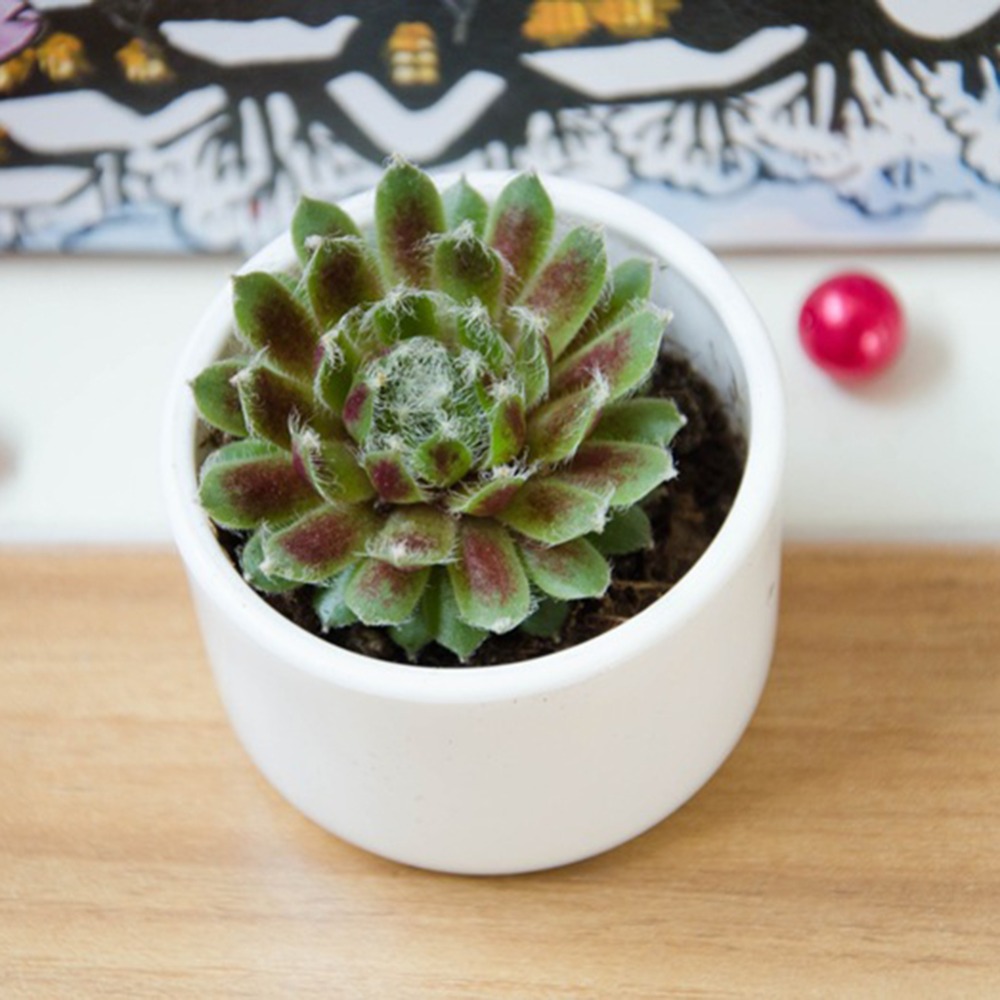 Plastic Round Succulent Plant Fleshy Flower Decorative Round Pot Box Container Plastic Round Plant Pot Garden Planter