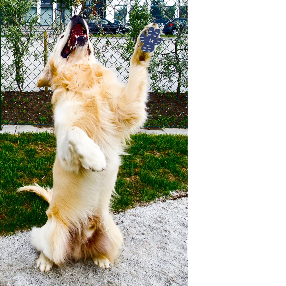 4pcs Waterproof Paw Protectors for Dogs Anti-slip Puppy Dustproof Thickened Paw Foot Patch Shoes Pads Sticker Pet Products