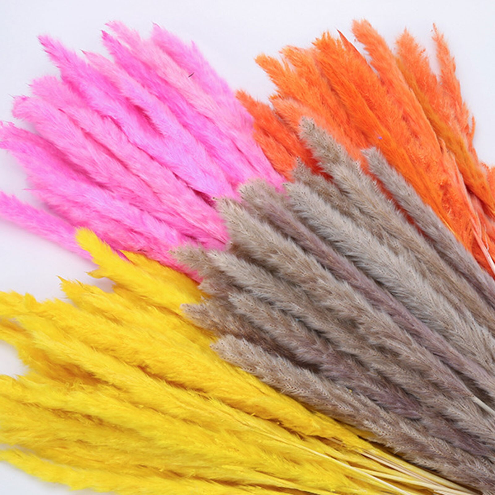 Roseaux séchés naturels de , 15 pièces, pour décoration de mariage, maison, DIY bricolage, 100% naturel, durée de conservation de plus d'un an
