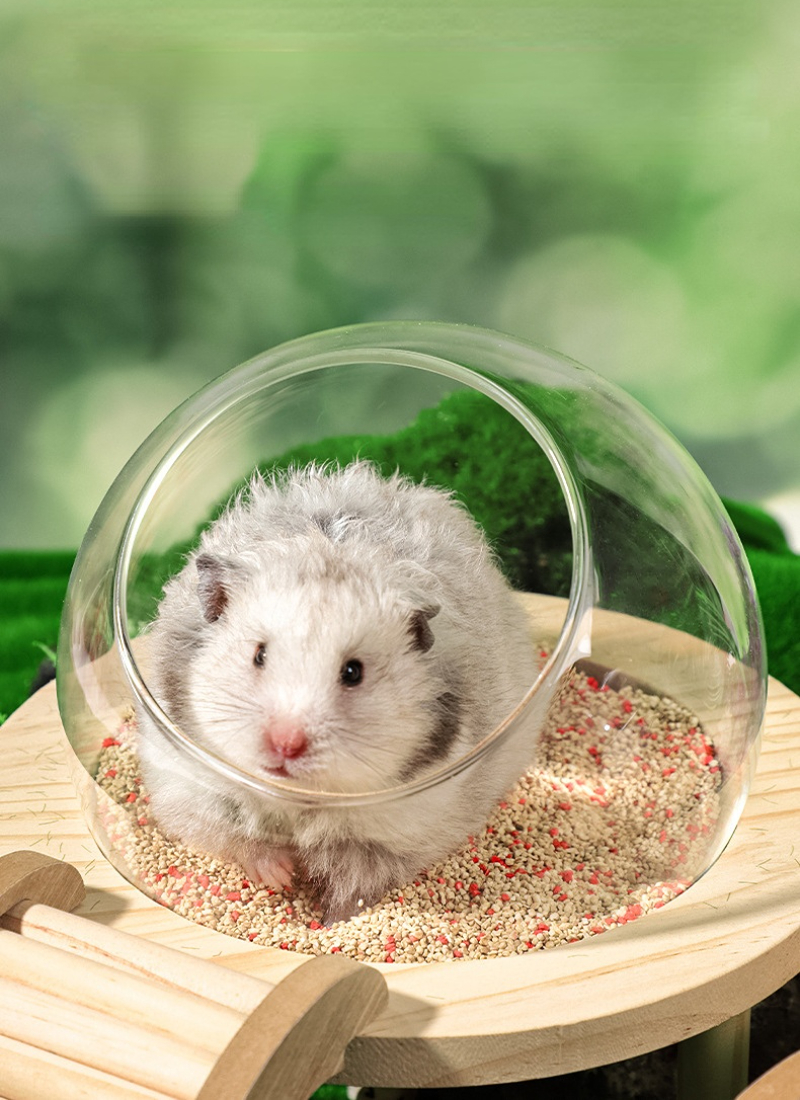 Hamster Bath House with Wooden Ladder Bridge Easy to Clean Climbing Toy Hamster Bathroom Glass Shower Container for Safe Bathing
