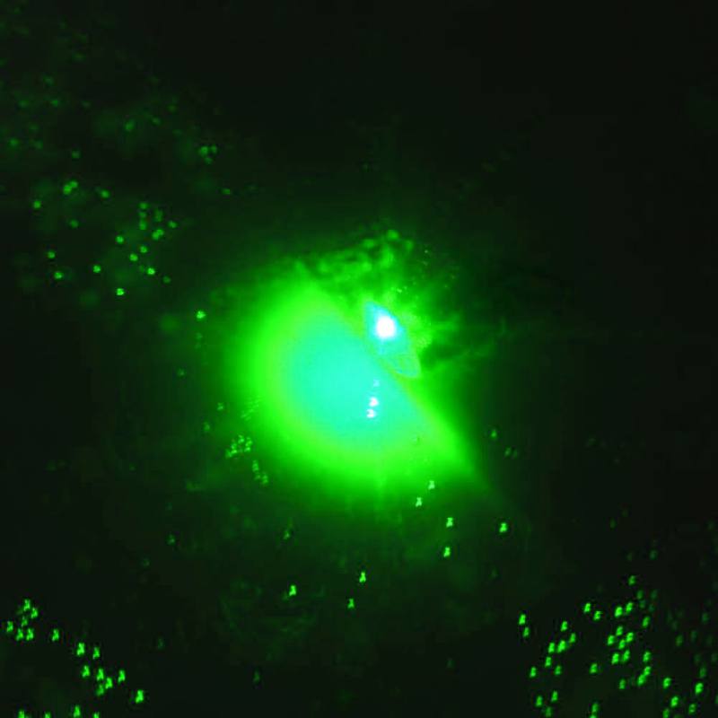 Mini LED Fishing Lure Deep Sea Underwater Tackle Fishing Squid Fish Lure Light Flashing Lamp: Green