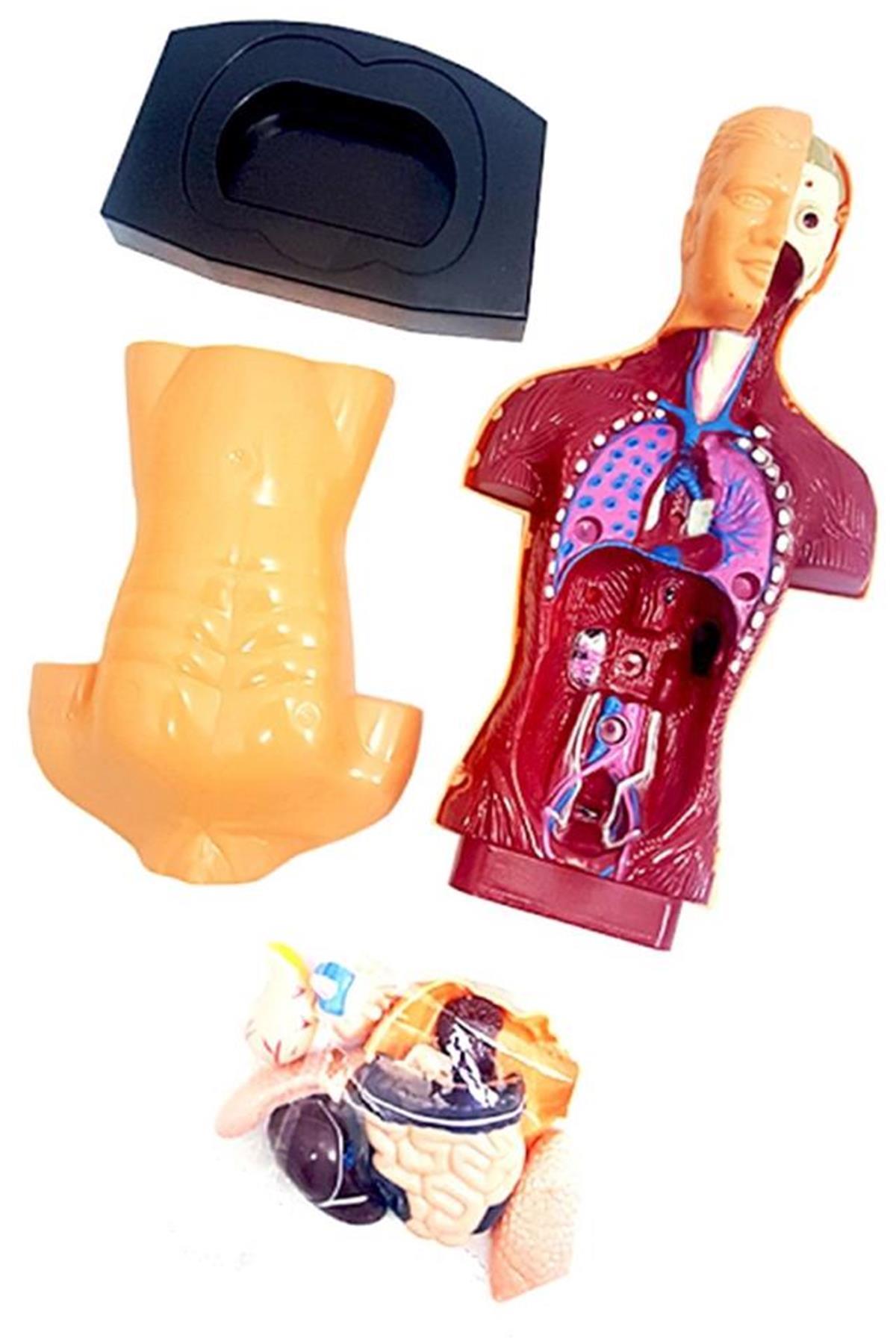 Human Body 3D Educational Kit