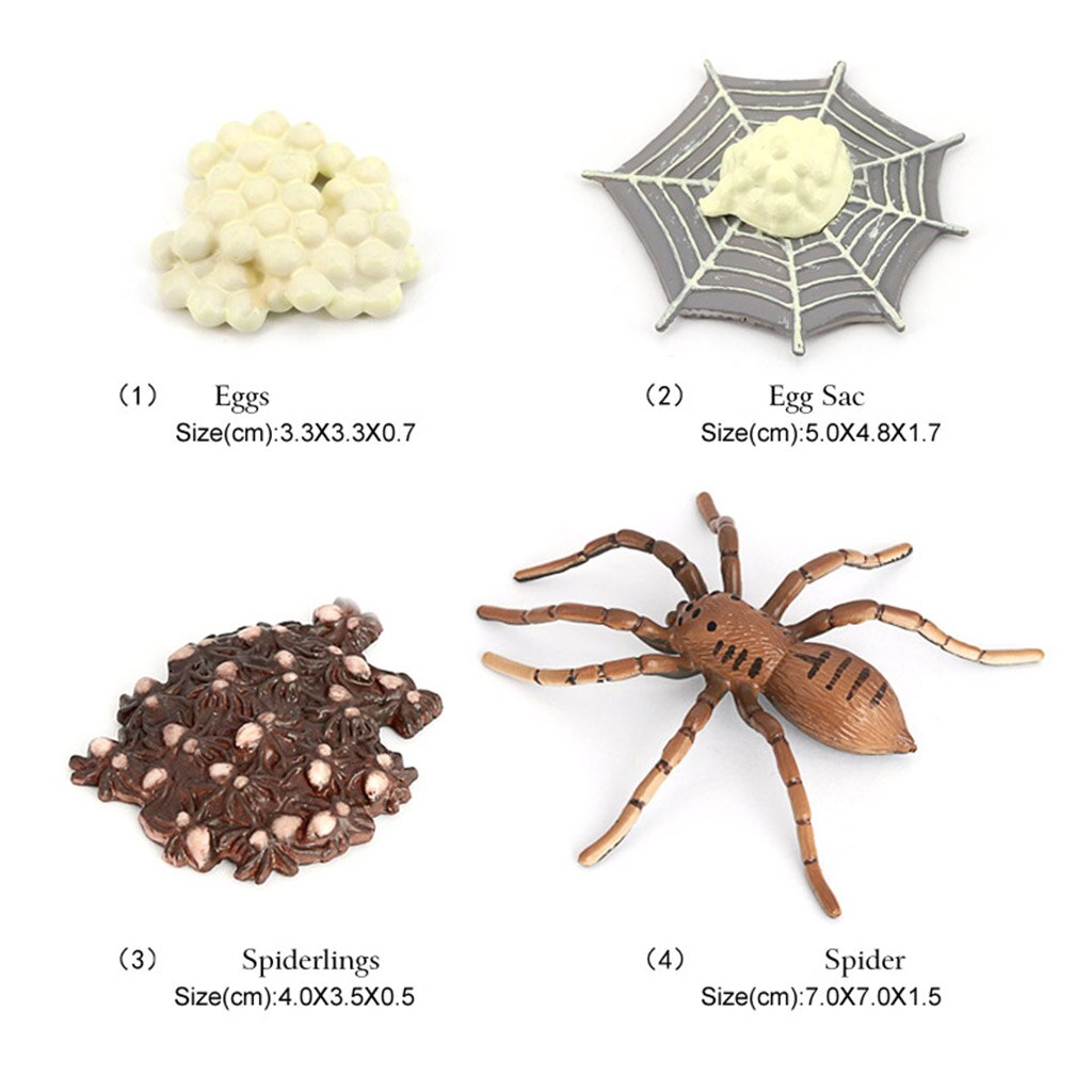 Spider Life Cycle of Growth Insects Animal Figures Miniature Educational Toys