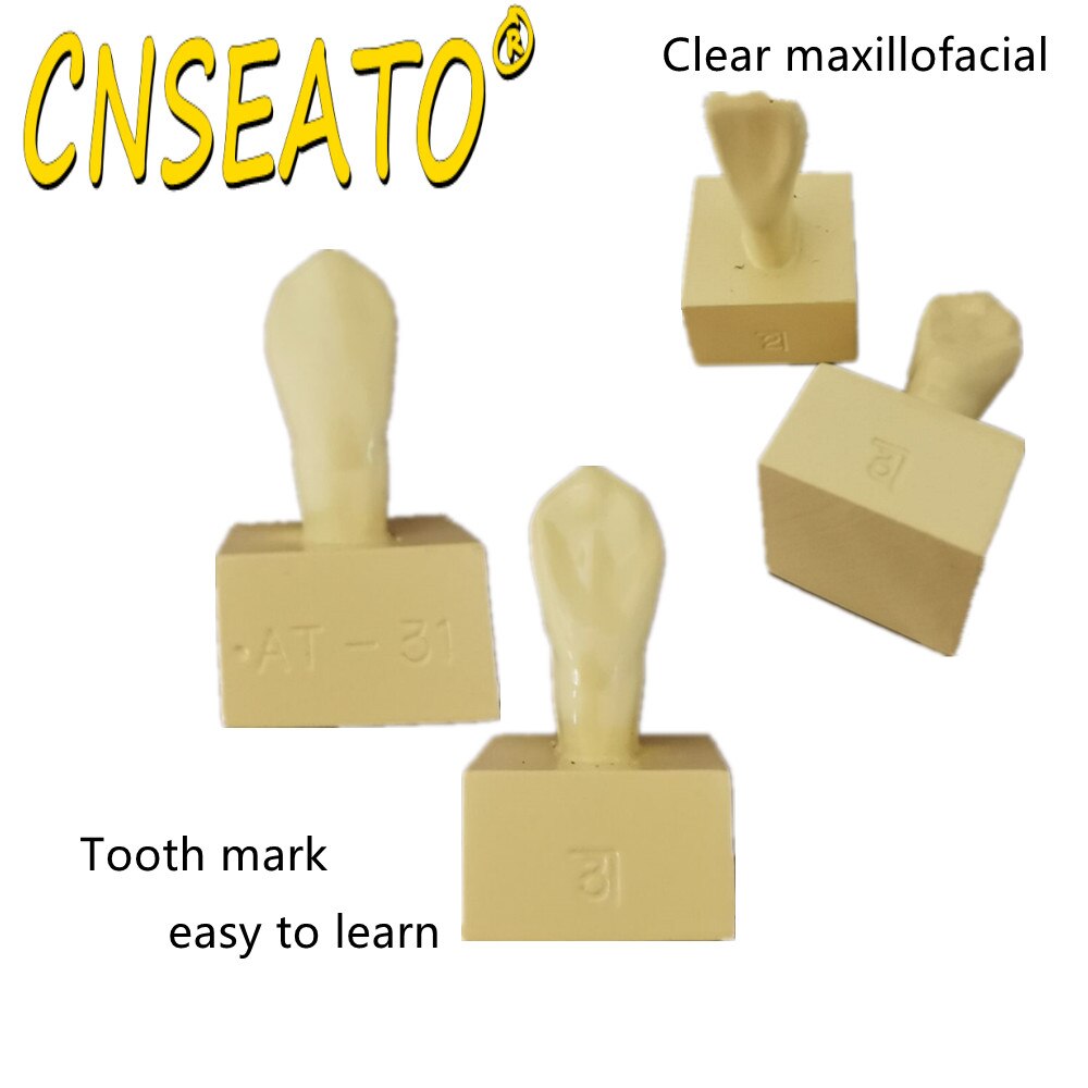 Dental Carving Teaching Tooth Model Standard Teeth Structure Study Guide 1.2 Times Comparison Models Dentistry Practice Material