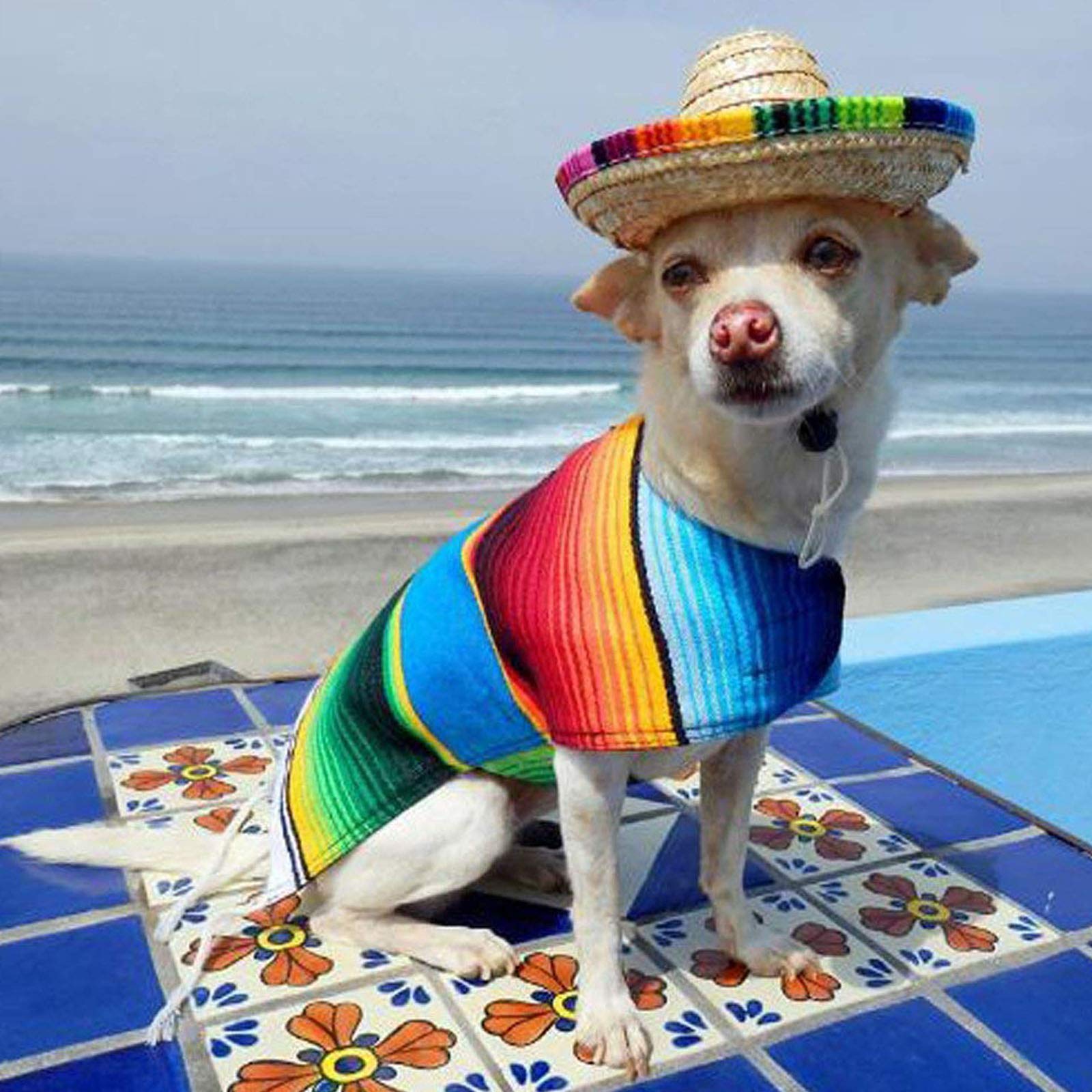 Dog Hat Mini Straw Sombrero Hats Mexican Hats Sombrero Party Hats for Small Pets Puppy Cat Chihuahua French Bulldog