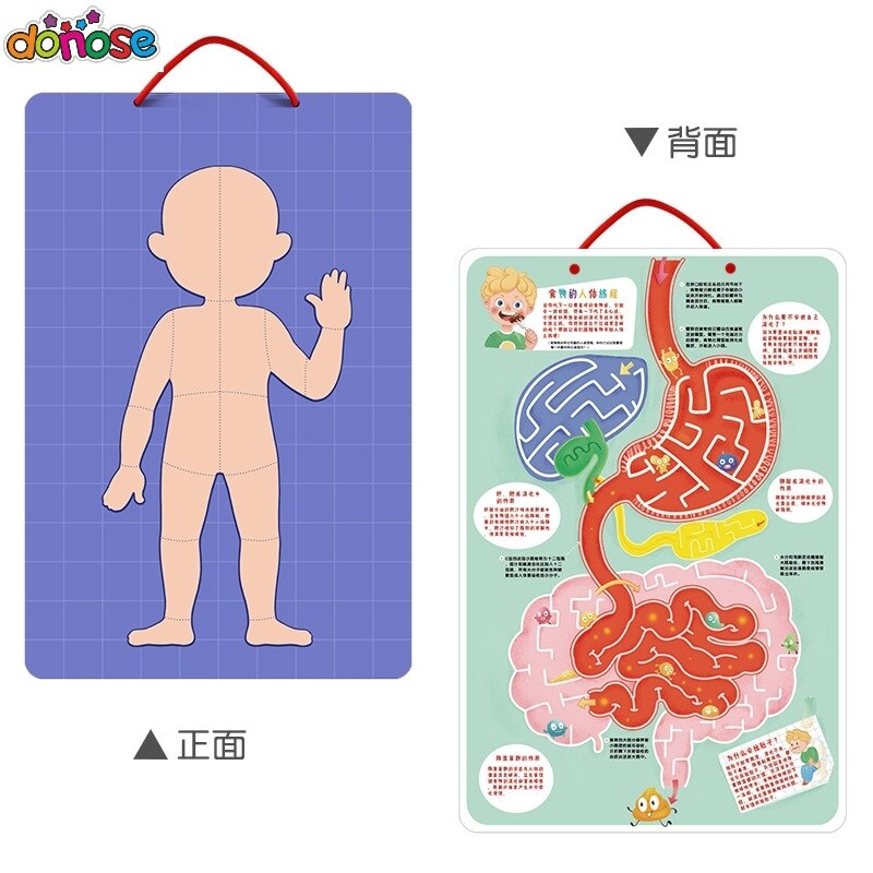 Carte di cognizione del corpo magnete Puzzle divertimento biologia scienza giocattoli educativi per l&#39;apprendimento precoce per bambini regalo di compleanno