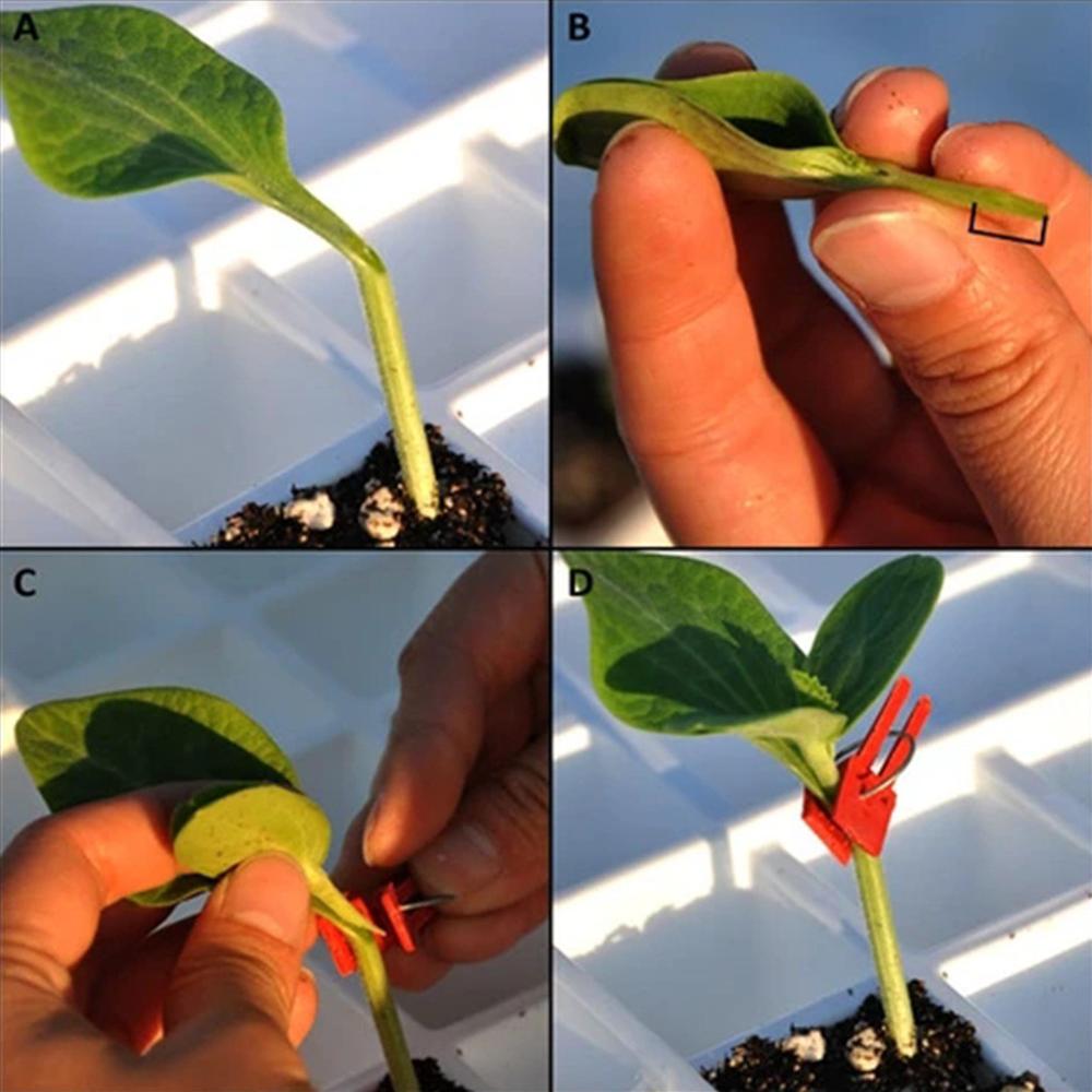 200pz Di Plastica innesto Innesto clip di Pianta Da Giardino Supporto per la Verdura Fiore di Pomodoro Steli aggiustare Crescere in Posizione Verticale Strumento Innesto