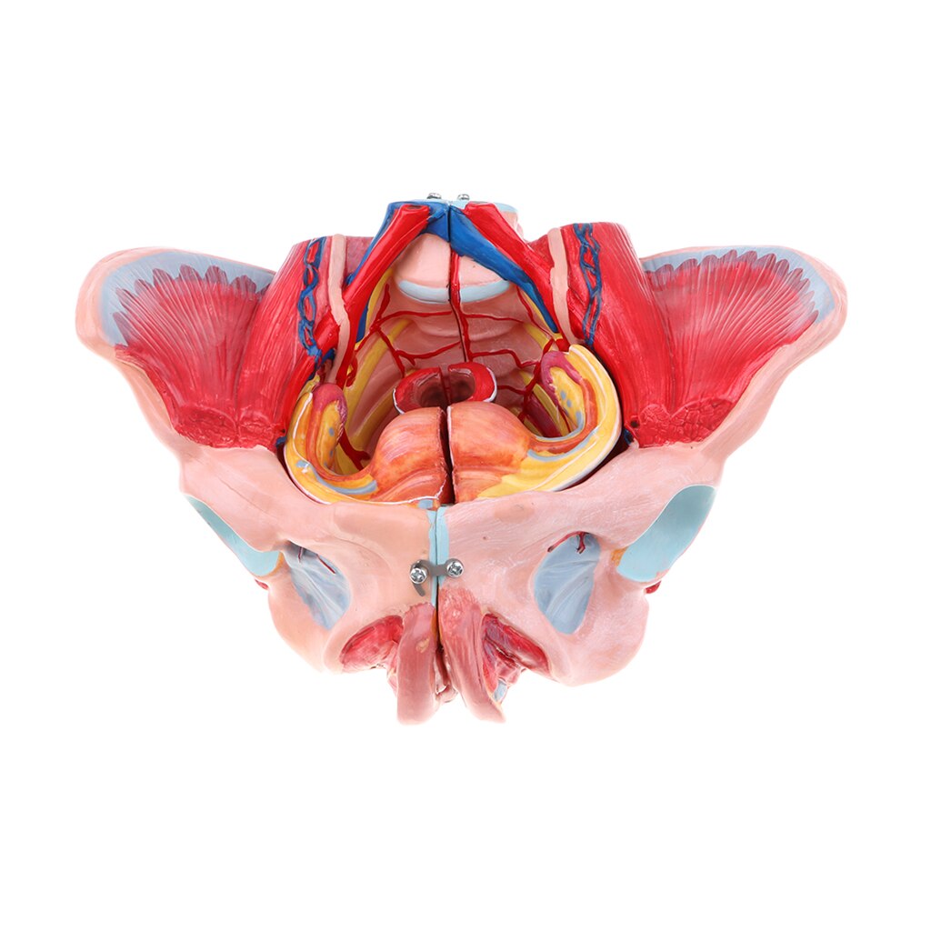 1:1 Life Size Female Pelvis Model with Vessels Ligaments Muscles Nerves & Organs Lab Supplies