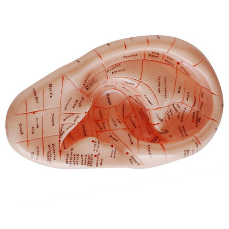 English Version Ear Acupuncture Earpins Model Model Auricular Application Model Ear Acupuncture Points Model