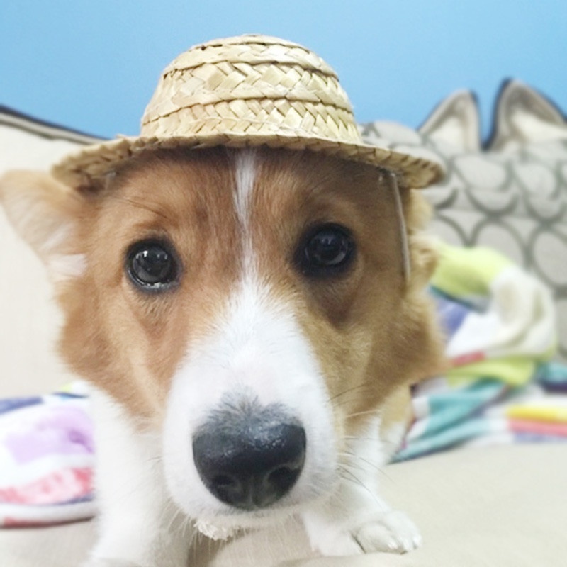 1pc utomhus hund hatt mössa husdjur djur tillbehör pomeranian casquettes petits chien pet hatt för hund mössor roliga hattar tillbehör