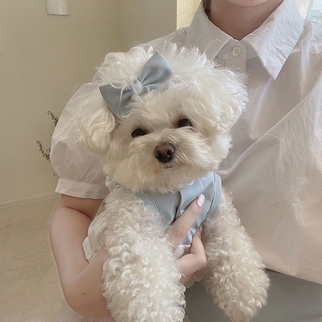 Haustier Hund Kleidung Rosa Blau Dienstmädchen Spitze Kleid mit Gleichen Stil Haarnadel Für Kleine Hund, Chihuahua,Yorkshire, malteser, Haustier Liefert Perros