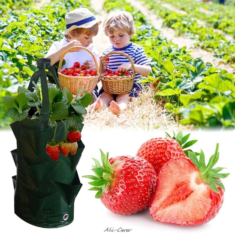 Bolsa de plantación de fresa de 3 galones, bolsa de plantación de plantas de aire y hojas de jardín, protección ambiental, transpirable, accesorio para jardinería para el hogar