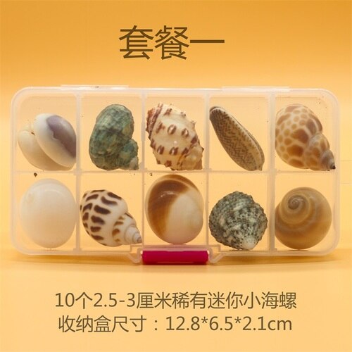 Natuurlijke Schelp Zeester Exemplaren Box Voor Kinderen Voorschoolse Mariene Biologie Populaire Wetenschap Decoratie Ambachten: 1