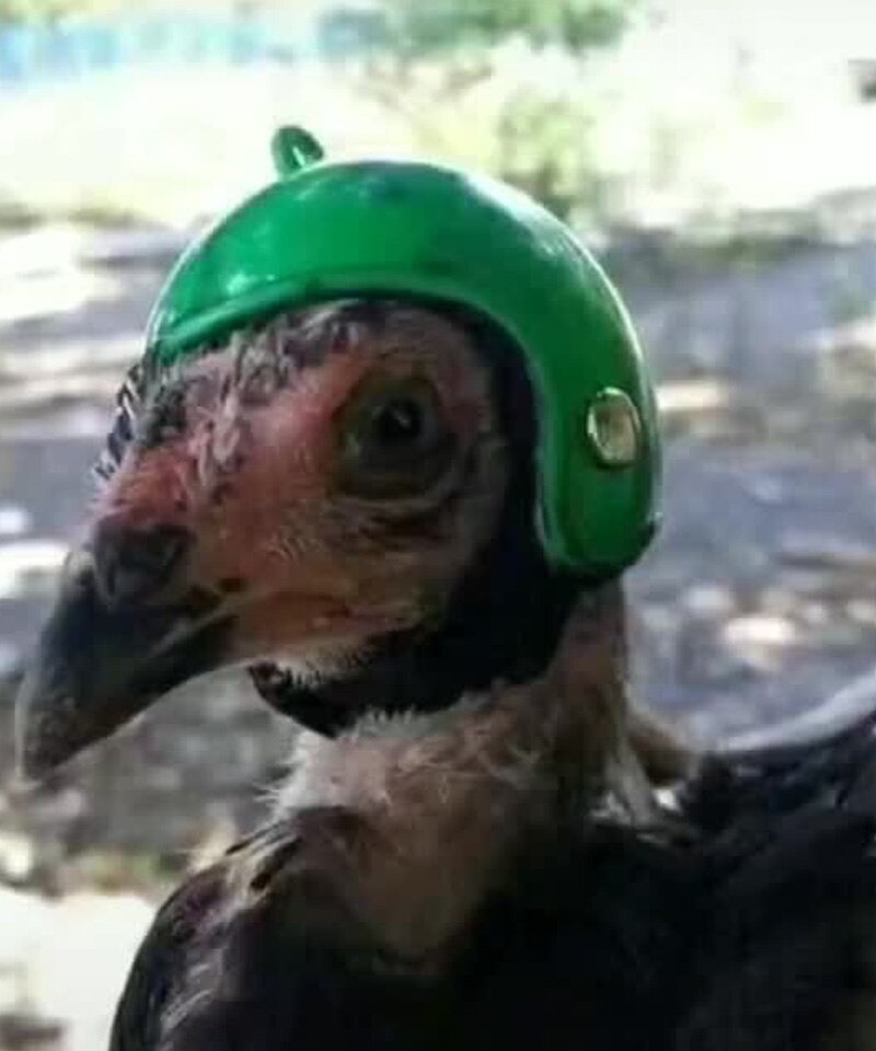 Casco duro para mascotas, casco para pollos y aves, sombrero para mascotas pequeñas, casco para mascotas, protección para pájaro de juguete, accesorios para sombreros ABS