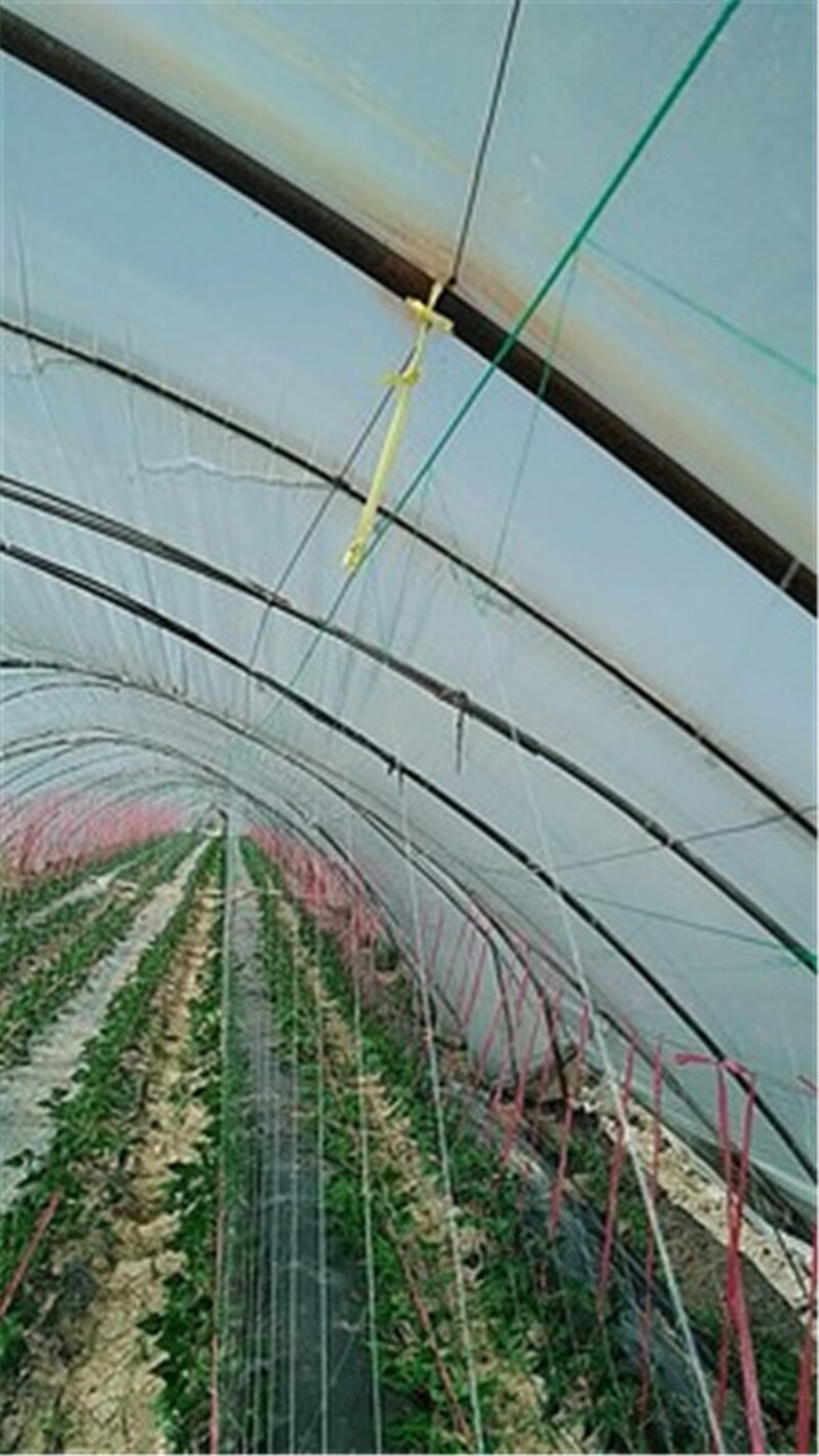 Speciale netto voor plant klimmen meloen bittere kalebas loofah bean meloen fruit komkommer netto landbouw planten netto