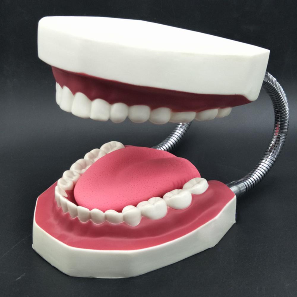Dental Brushing Model with Tongue and Giant Denture Teaching Study Brushing Tooth Model Tools