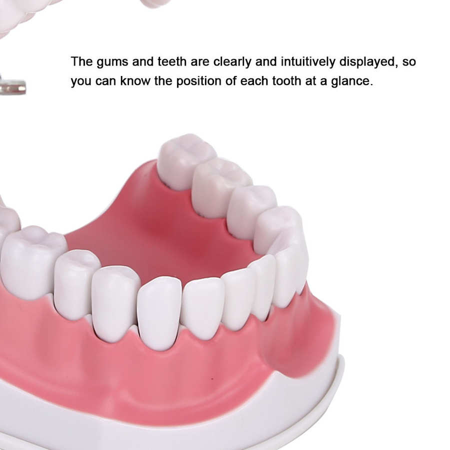 Tooth model 180 degrees open gum model shows you the position of each tooth comes with a toothbrush to teach