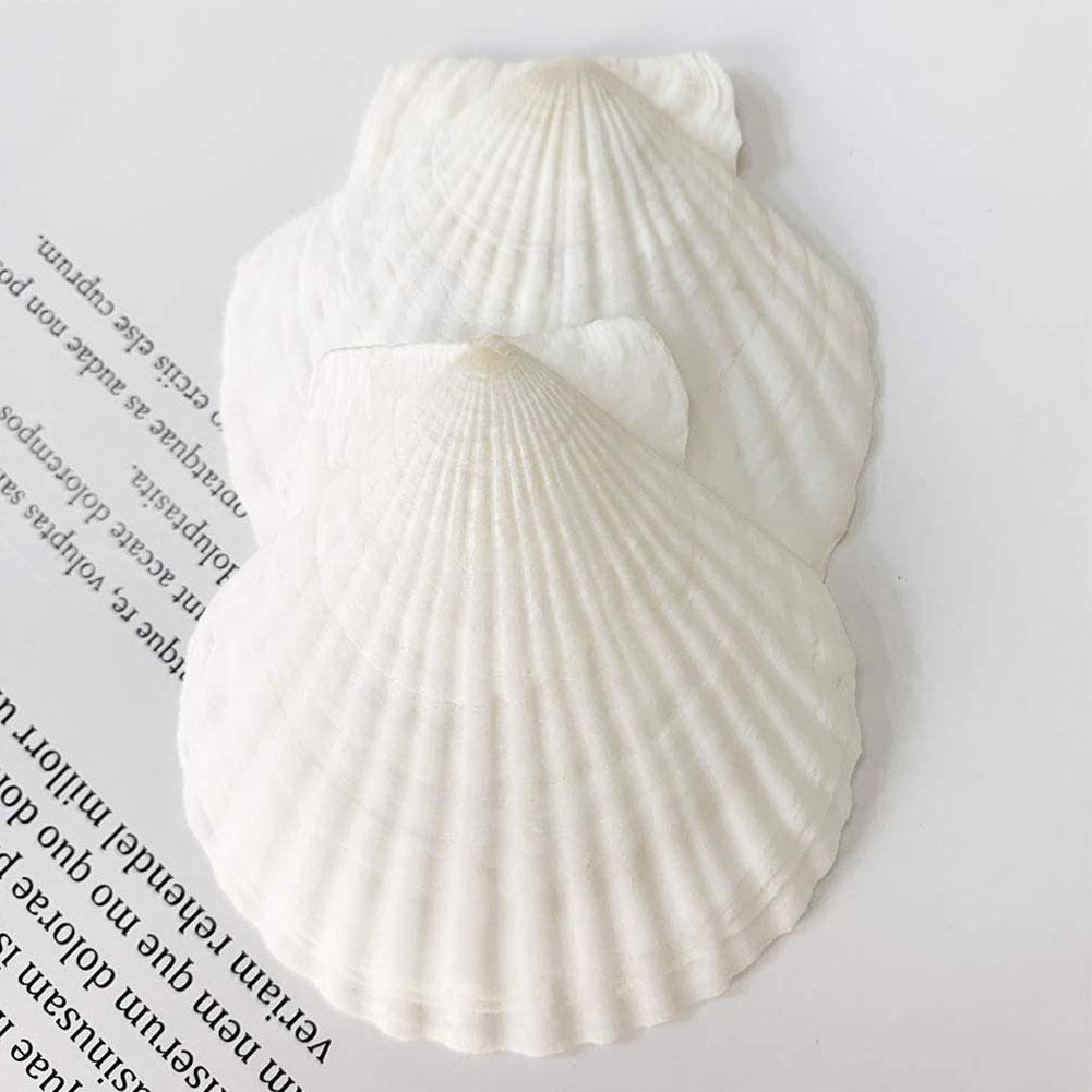 1pcs Natural Shell Big White Scallop Decoration Mediterranean Style Crafts Accessories Aquarium Fish Tank Landscape Home Decor