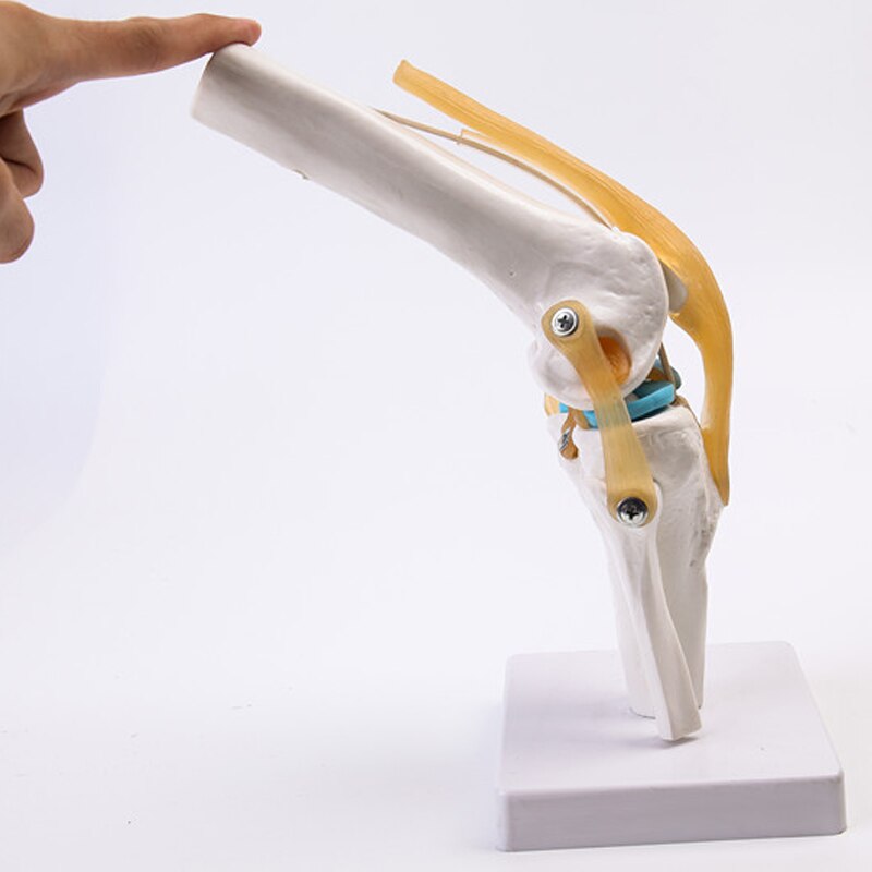 Staccabile ginocchio modello handt/piede/piede/spalla/anca modello di insegnamento