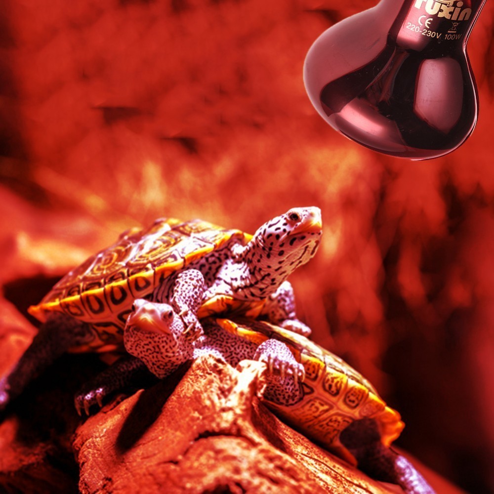 B22 Pet Reptile Heating Bulb Red Thermal Light Pet Brooder Lamp Night Light For Reptile and Amphibian 220-240V