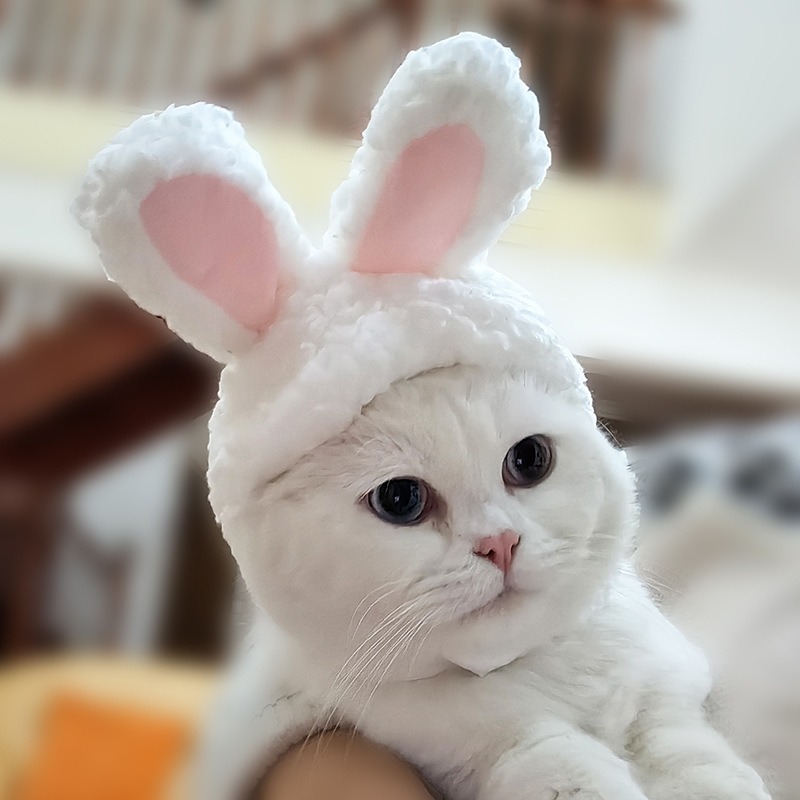 Costume tête de lapin pour chat, ours en peluche pour chien, couvre-chef Garfield, oreilles de lapin, chapeau pour animaux de compagnie de célébrité d'internet