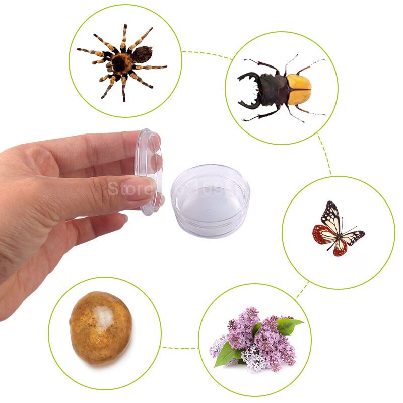 Insect observation science microscopy experimental tools ornamental rocks flowers leaves insects shells crystals minerals