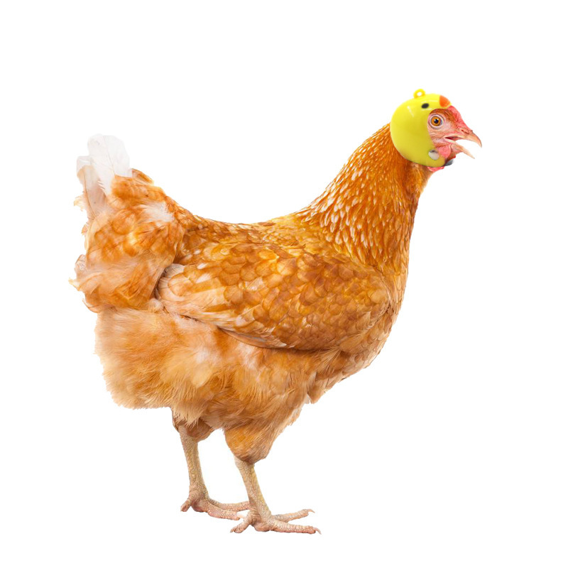 Chicken Helmet Small Pet Hard Hat Bird Duck Quail Hat Headgear Pet Chicken Helmet Bird Head Helmet Pet Supplies