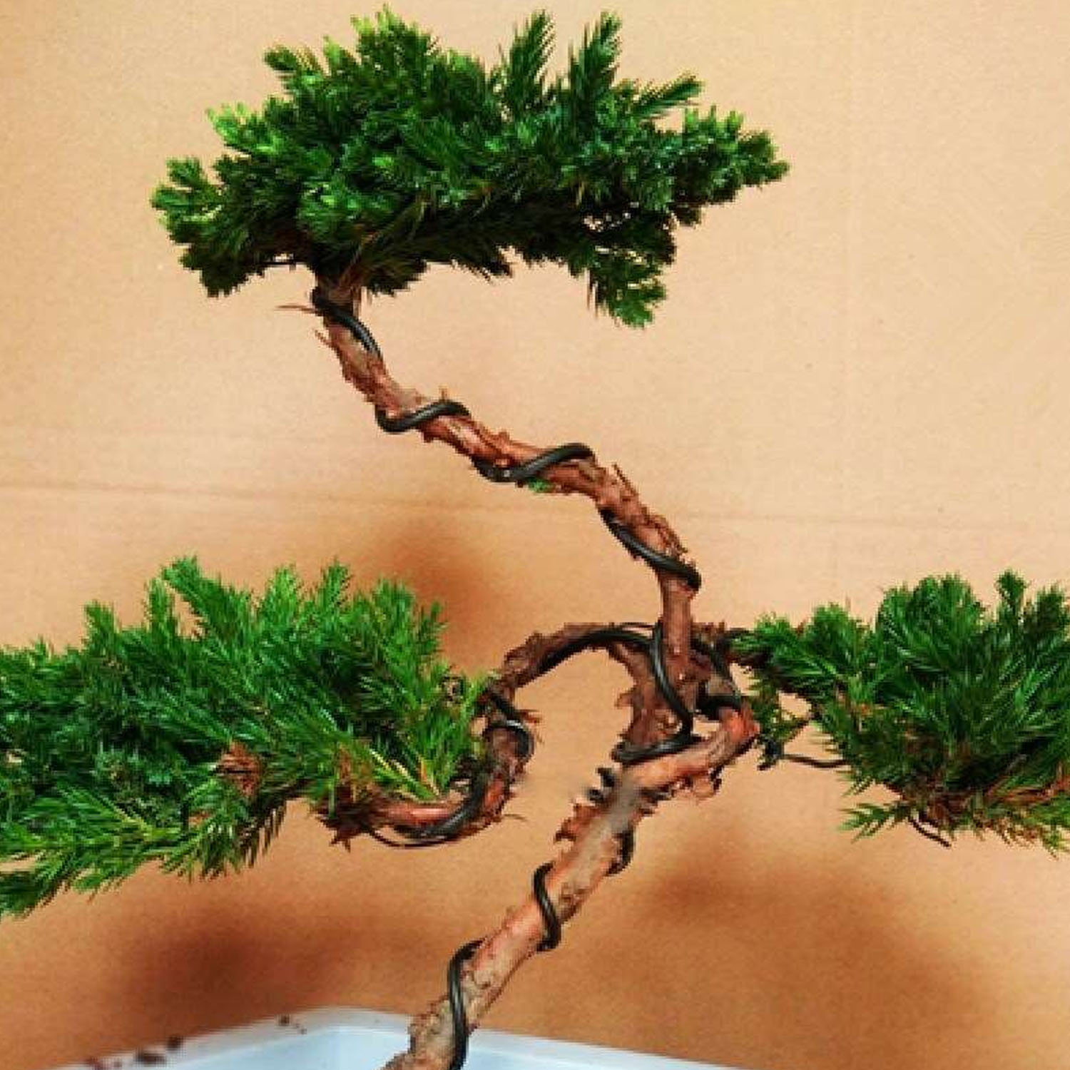 6 rouleau 5m aluminium arbre entraînement fils pour plantes de jardin bonsaï débutants formateurs artistes 1mm/1.5mm/2mm noir