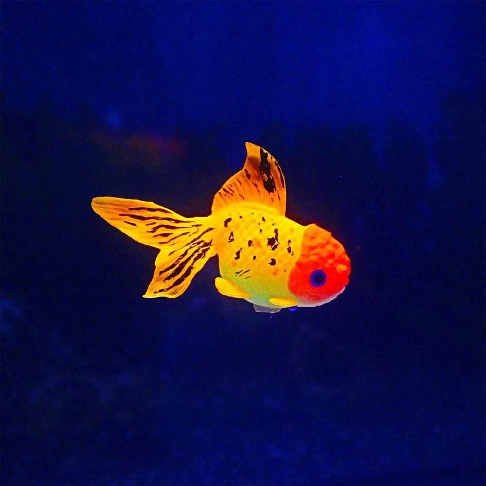 Siliconen Oceaan Lichtgevende Goudvis Aquarium Nachtlampje Simulatie Vis Onderwater Ornamenten Aquarium Landschap Kunstmatige Vis: green