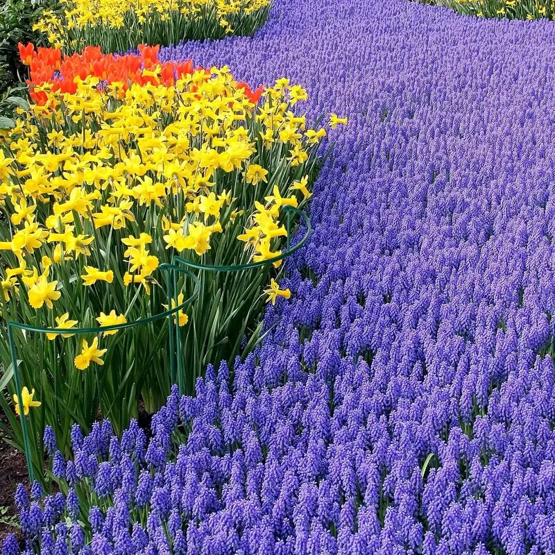 Estacas de soporte para plantas de 6 uds, estacas de Metal semicirculares para plantas de jardín, jaulas y soportes de peonías para interiores, anillo de soporte para plantas verdes