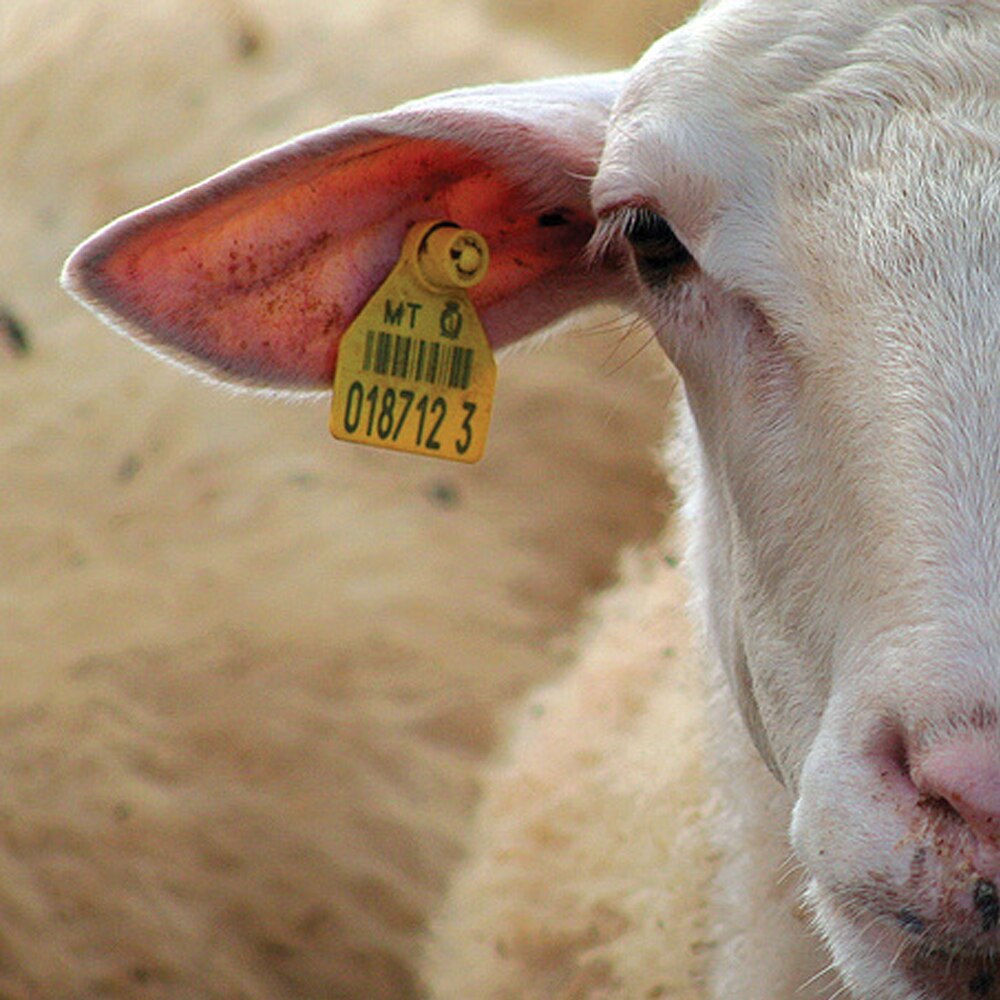 Étiquette d'oreille de bétail d'étiquette d'oreille appropriée à l'usage de ferme de porc de bétail particulièrement dans l'étiquette d'oreille économique d'accessoires pour animaux de compagnie d'usine de Village