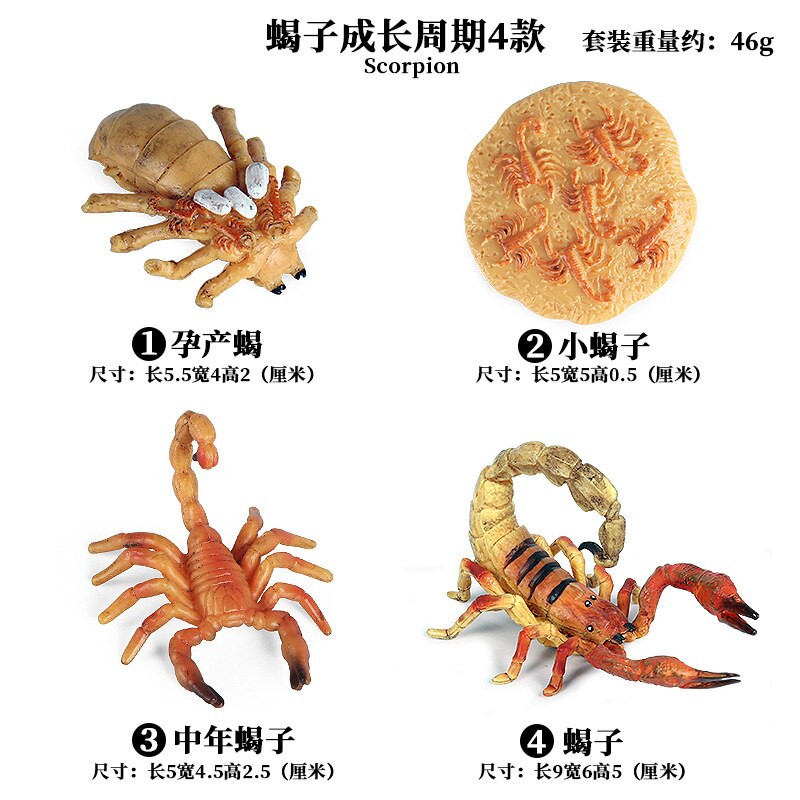 Models Growing Process Enlightenment Toys Furnishings Children's Wild Animals Knowledge Science,Home Entertainment: Scorpion 1