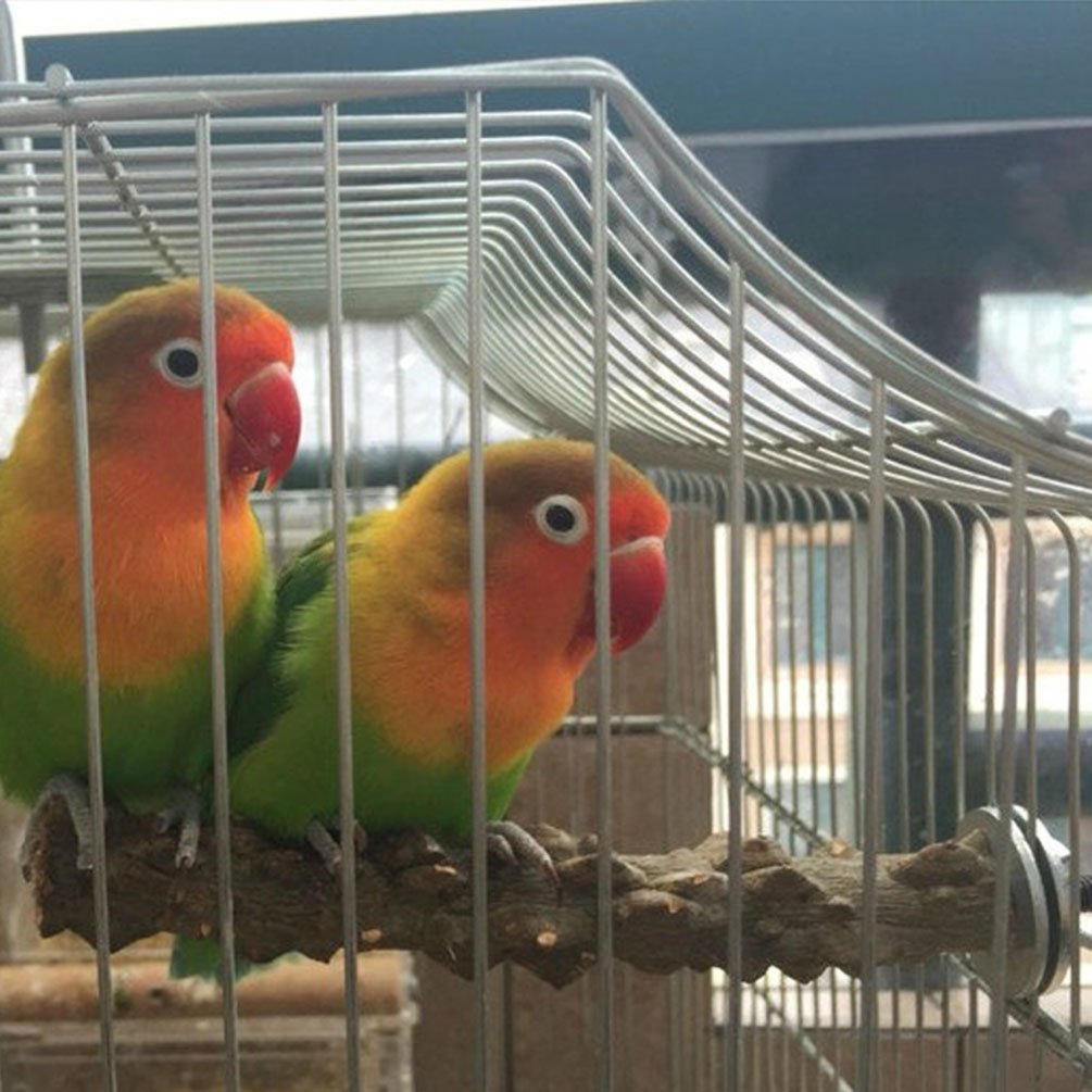 Lintu luonnonpuu ahven teline papukaija tassu hiomapuikko papukaija cockatiel conure rakaslintu ara kakadu häkki alusta