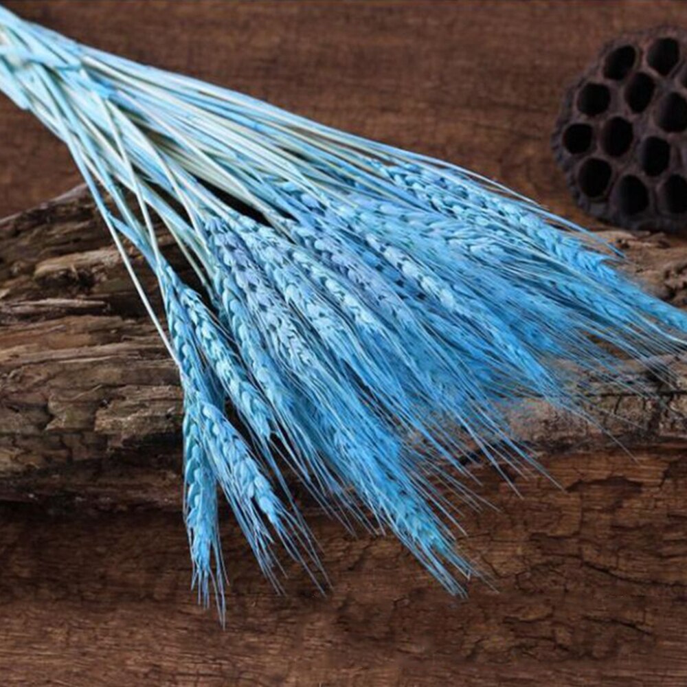 50Pcs/lot Real Wheat Ear Flower Natural Dried Flowers or Wedding Party Decoration DIY Craft Scrapbook Home Decor Wheat Bouquet: Blue