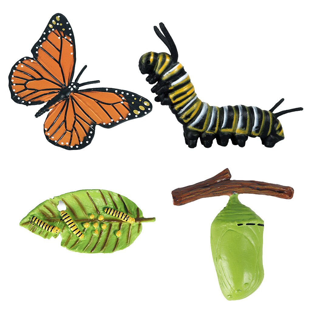Natuur Vlinder Levenscyclus Stadia Insect Groei Cijfers Playset Pre-School
