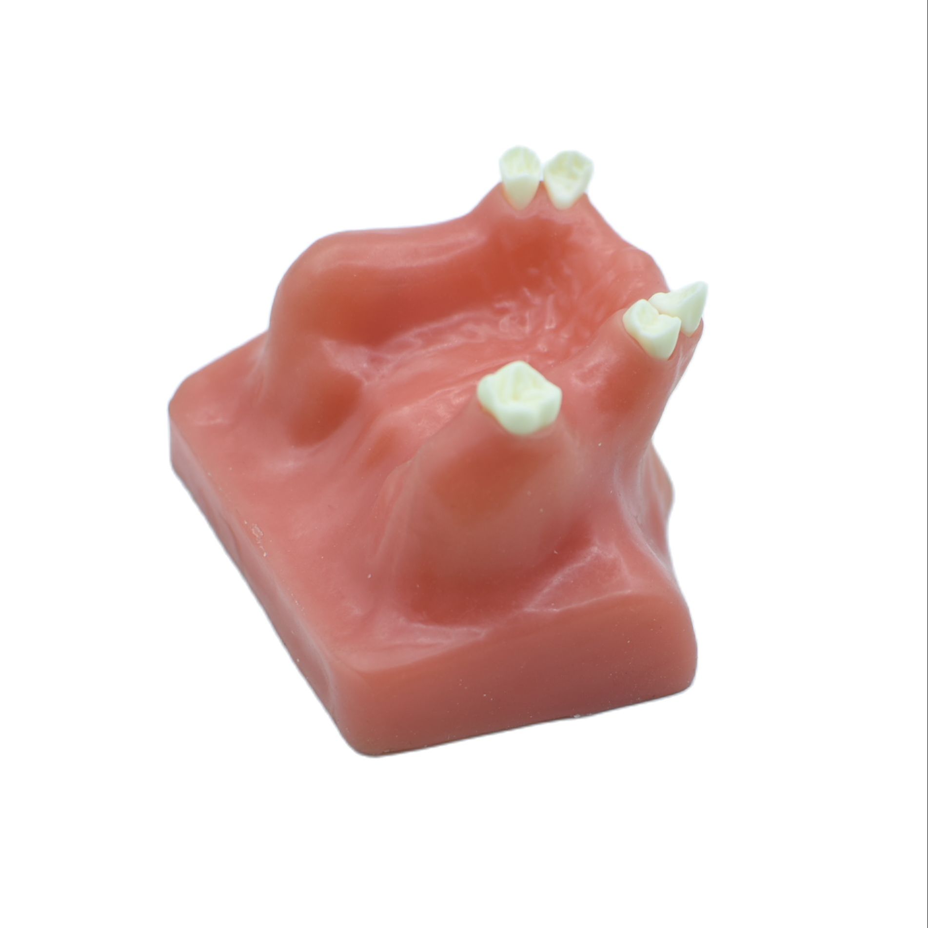 1PCS Dental Mandibular Demonstration Oral Model Implant Practice Maxillary Sinus Teaching Model Soft Gum Training Teeth model: L