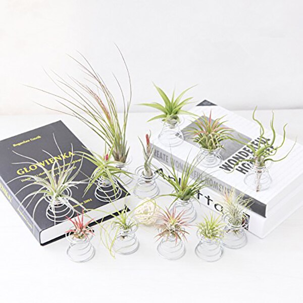 20 Pack Air Plant Stand Container Tillandsia Holder, iron Wire Stand Plant Display Racks - Silver