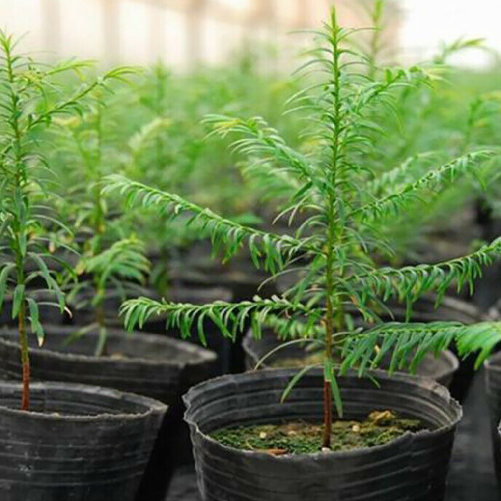 100Pcs Black Plant Potten Kwekerij Zaaien Potten Thuis Tuin Kwekerij Potten Kasplant Nursery Bloem Planten Zaailing Groeien Pot