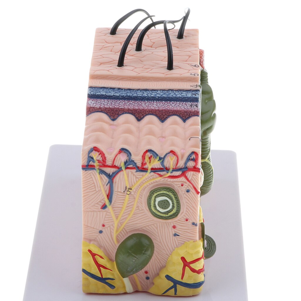 Human Skin Subcutaneous Tissue Dissection Model Magnify 35X