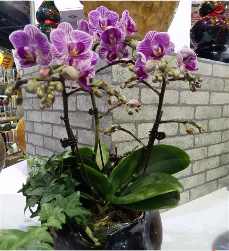 100 stk podeklemmer hage grønnsak plast orkide klips tomat vinbusker planter holdbar plast hageutstyr