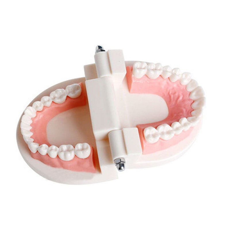 Dental Dentist Adult Standard Typodont Demonstration Teeth Teaching Model Standard Tooth Model(Soft Gums for 28 teeth) 2004