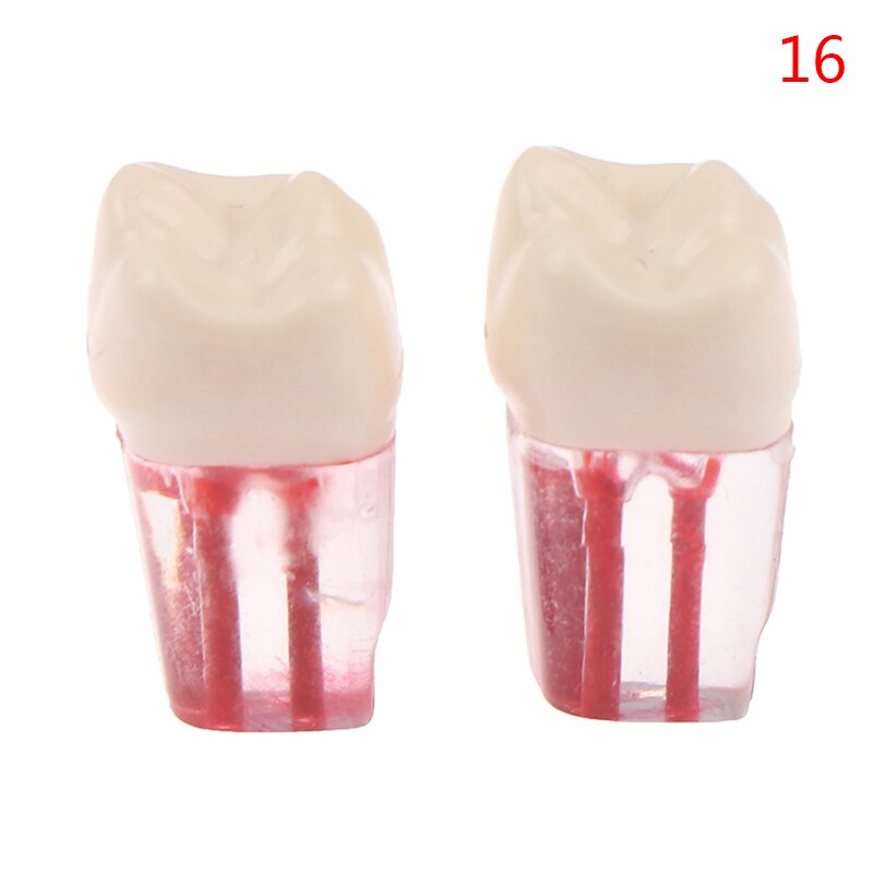 2 uds. De resina endodoncia Dental, modelo de diente Endo, limas de conducto radicular, práctica de pulpa: N16