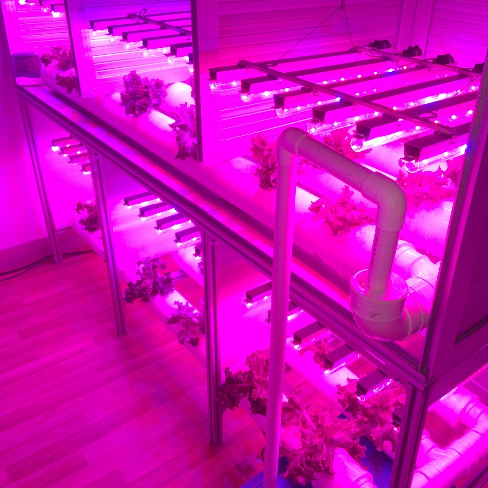 5050 SMD 5 M LED Grow Lamp Volledige Spectrum LED Strip Licht IP33 IP65 DC12V 300 LEDs Groei Lamp Phytolamp voor Kasplant Kamer