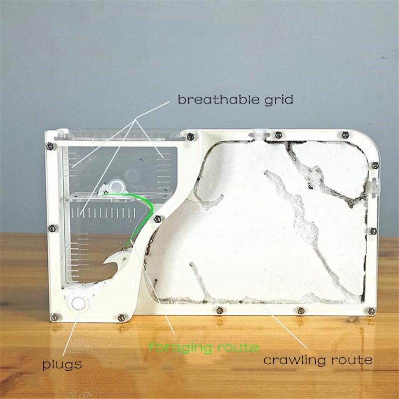 Big Formicarium Ant Nest Acrylic Insect ants house Ecological Workshop Ant Farm