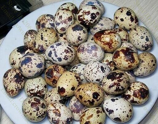 Household manual Quail eggs shelling machine; egg processing machine