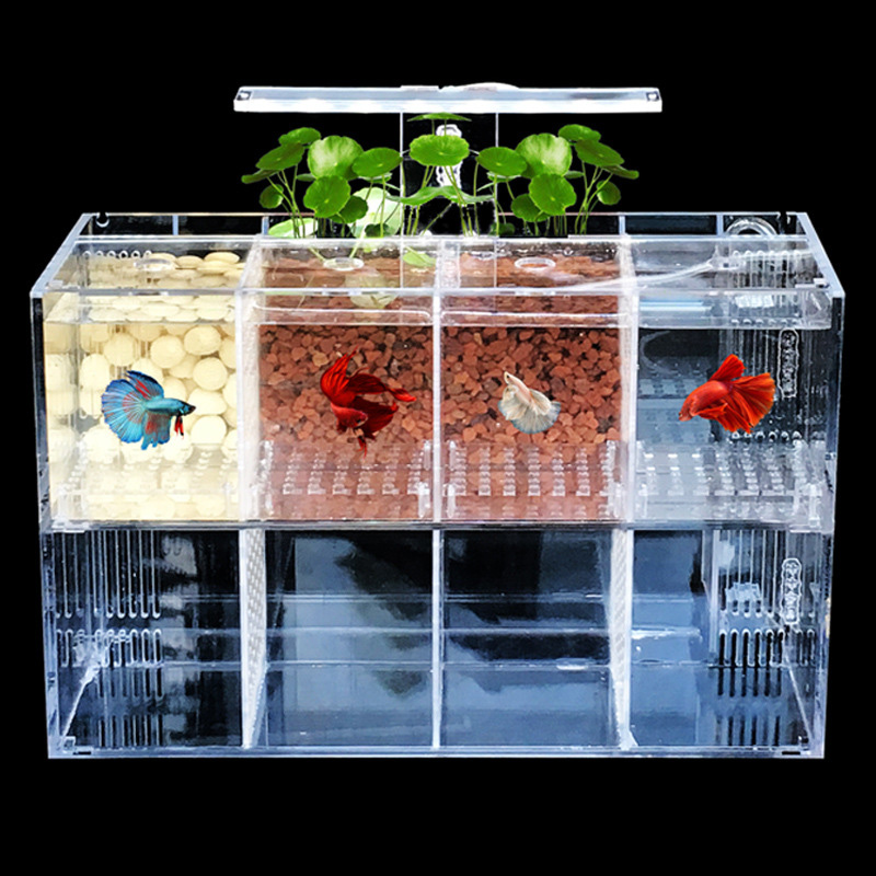 Acryl Isolatie Aquarium Met Meerdere Compartimenten Gestapeld En Transparante Kweekdoos Goudvissen Vechten Viskijktank